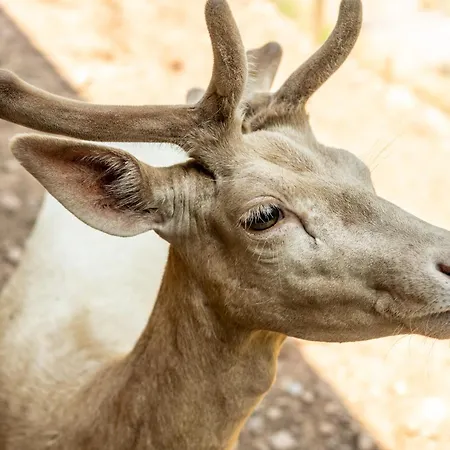 Bollants Im Park, Autograph Collection باد سوبرنهيم